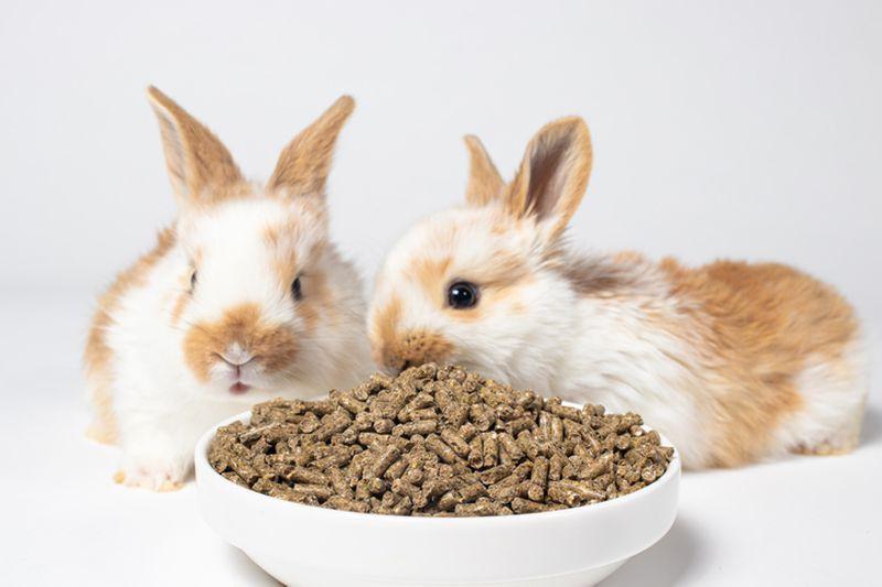 króliki jedzące karmę
