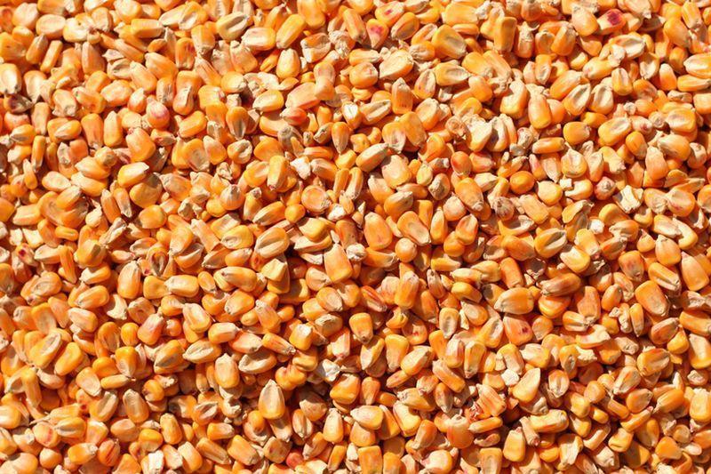 nasiona kukurydzy 2